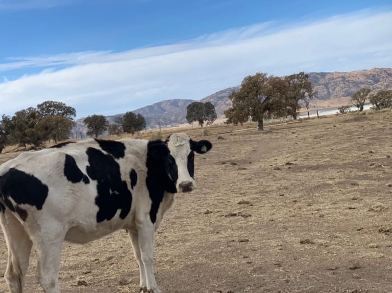 My Speckled Calf Rescue