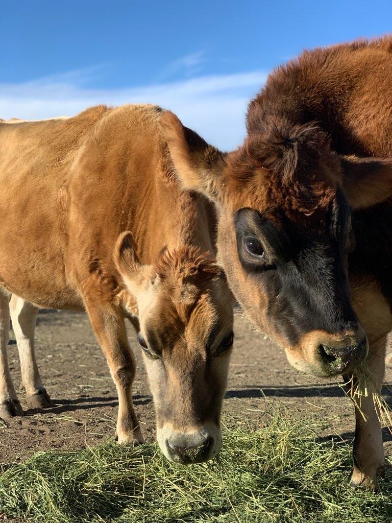 My Speckled Calf Rescue